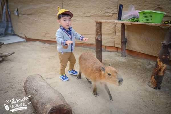 ▲▼礁溪 回巢。（圖／滿分的旅遊札記提供） 