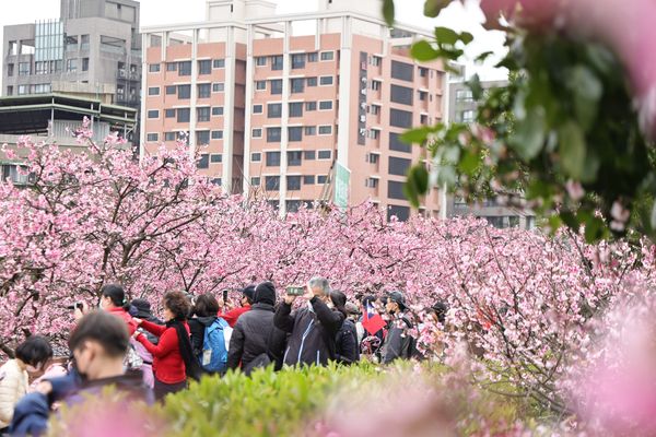 ▲樂活夜櫻季。（2023資料照／公園處提供）