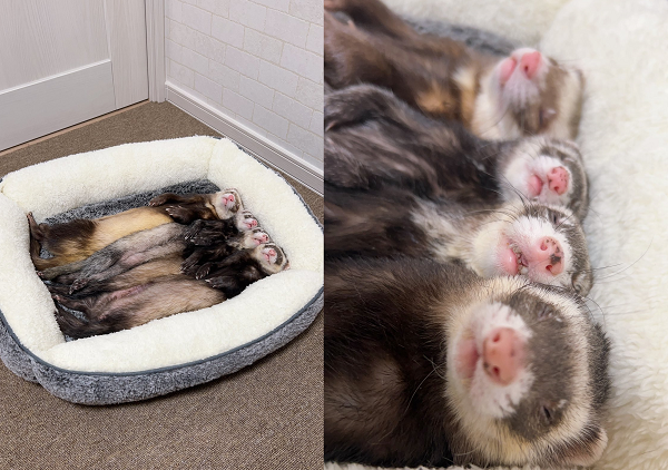▲▼四隻雪貂窩在一起睡更溫暖。（圖／網友@jjw7c提供，請勿隨意翻拍，以免侵權。）