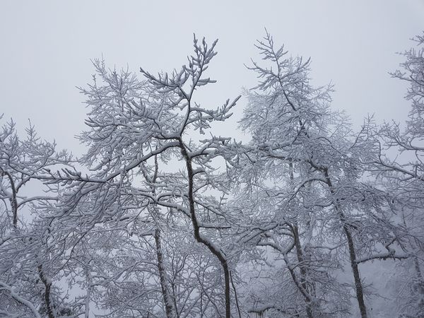 ▲▼宜蘭太平山雪景。（圖／林業及自然保育署宜蘭分署提供）