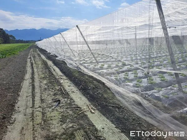 ▲寒流發威！花蓮縣政府呼籲農友加強農作物防寒措施。（圖／花蓮縣政府提供資料照片）