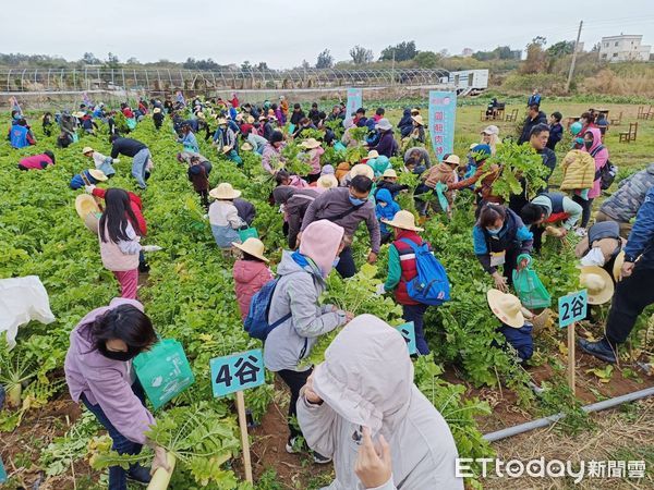 ▲▼ 金門200人冒冷拔菜頭，6千顆10分鐘淨空            。（圖／記者林名揚翻攝）