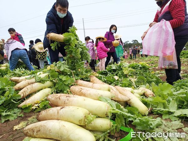 ▲▼ 金門200人冒冷拔菜頭，6千顆10分鐘淨空            。（圖／記者林名揚翻攝）