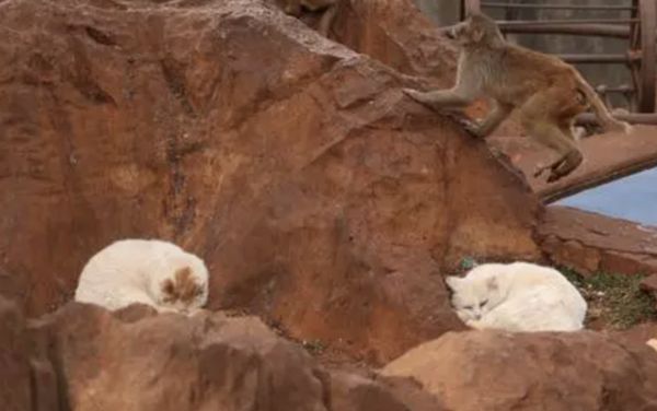 ▲▼流浪貓放養在猴子區　陸遊客怒投訴動物園「害小貓遭性侵」。（圖／翻攝微博）