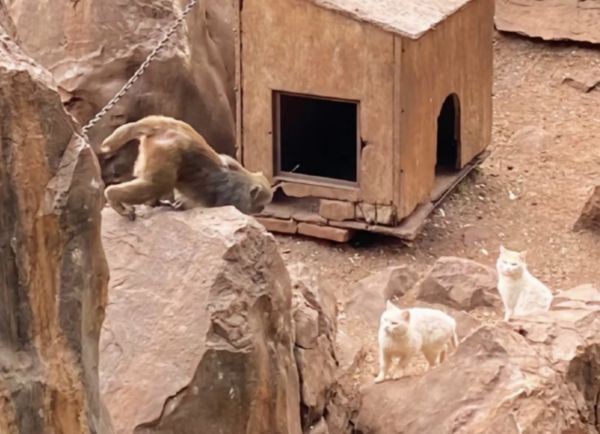 ▲▼流浪貓放養在猴子區　陸遊客怒投訴動物園「害小貓遭性侵」。（圖／翻攝微博）