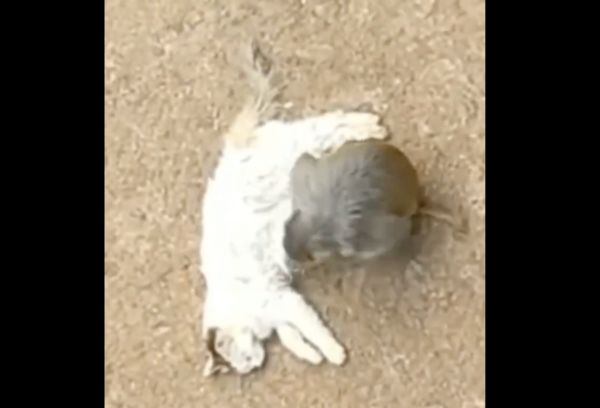 ▲▼流浪貓放養在猴子區　陸遊客怒投訴動物園「害小貓遭性侵」。（圖／翻攝微博）