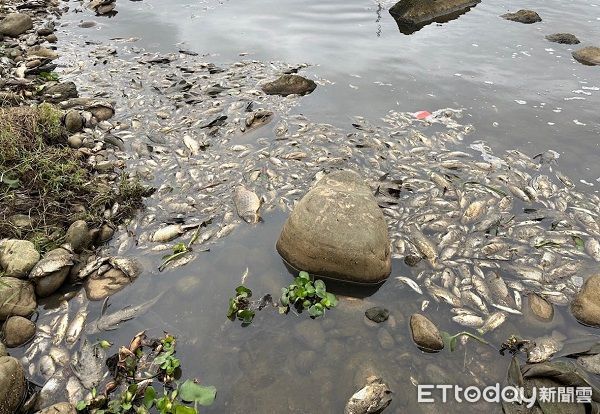 ▲▼魚屍遍佈河面造成當地生態浩劫。（圖／民眾提供）