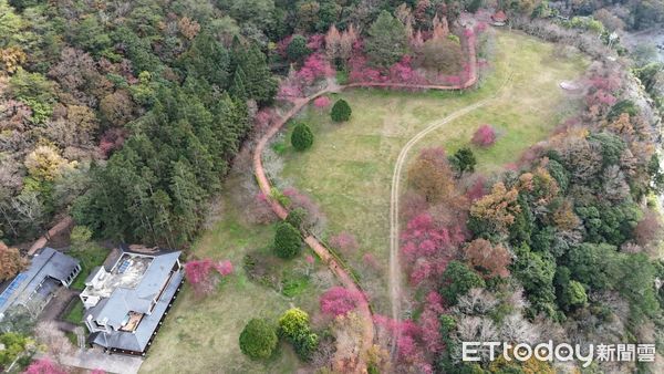 ▲奧萬大園區目前適逢櫻花綻放的賞櫻盛期。（圖／林業保育署南投分署提供）