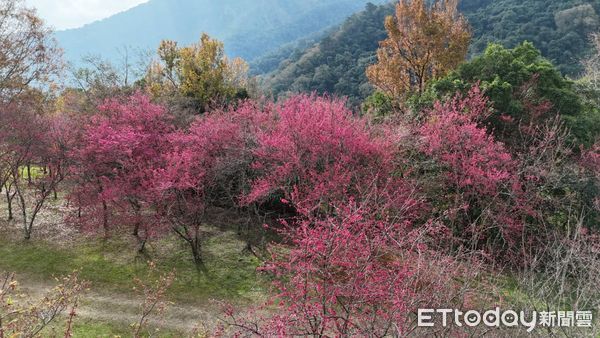 ▲奧萬大園區目前適逢櫻花綻放的賞櫻盛期。（圖／林業保育署南投分署提供）