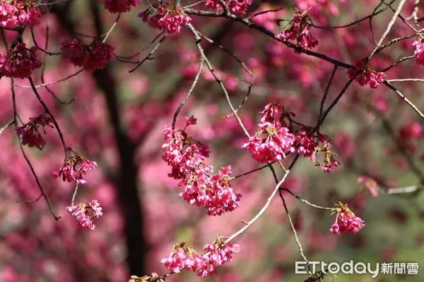 ▲奧萬大園區目前適逢櫻花綻放的賞櫻盛期。（圖／林業保育署南投分署提供，下同）
