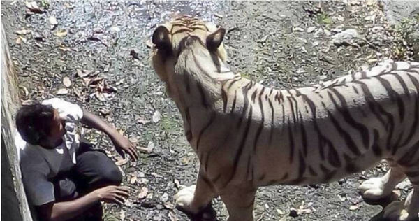 翻越動物園圍欄！印度男「跳入老虎地盤」遭咬死　掙扎15分鐘無人救援