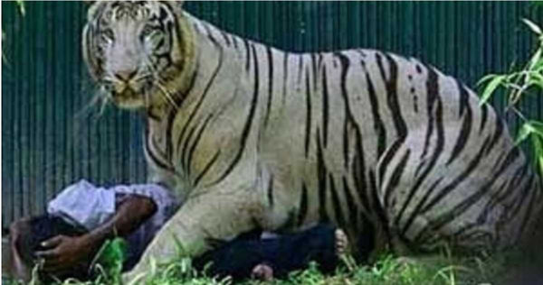 翻越動物園圍欄！印度男「跳入老虎地盤」遭咬死　掙扎15分鐘無人救援