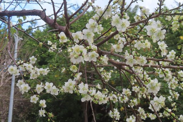 ▲北市北投區「奇岩4號綠地」種植了20株梅樹，目前已陸續開花。（圖／公園處提供）