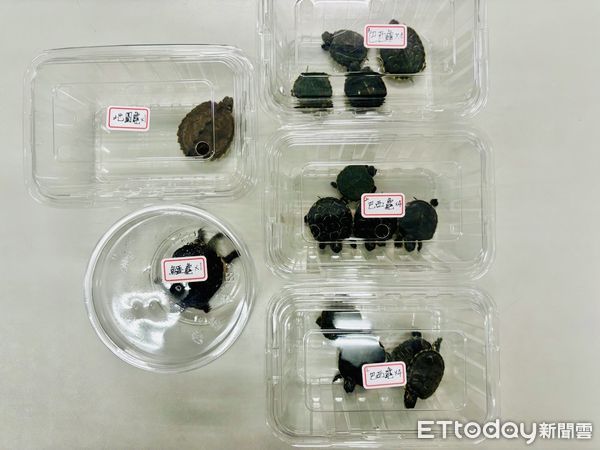 ▲57歲陳姓男子竊取各類烏龜共14隻，價值6475元，被市警四分局查獲。（圖／記者林東良翻攝，下同）