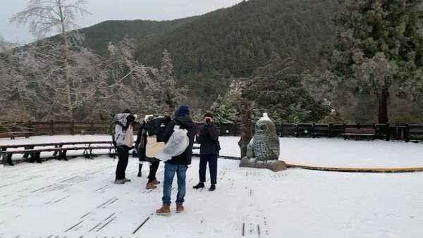 ▲▼太平山23日一早，－3°C「雪片紛飛」成夢幻美景。（圖／太平山莊提供，下同）