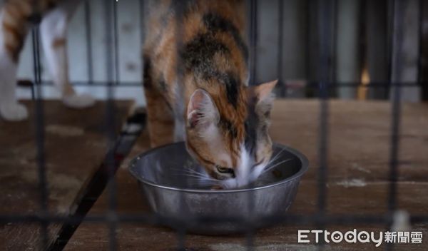 ▲ 臺灣動物緊急救援推廣協會推廣浪毛孩吃頓溫飽年夜飯，響應台灣貓狗聯合勸募平台 。（圖／ETtoday）