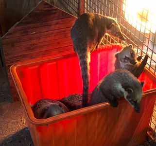 寒流來襲 竹市動物園啟動抗寒保暖機制