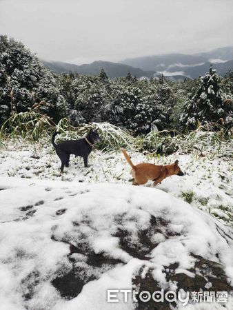 ▲▼烏來也下雪了！　米克斯兄妹「第一次看到雪」來回狂奔嗨翻天。（圖／飼主李芳蘭提供）