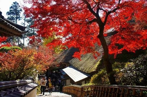 付門票也值得入園看佐賀紅葉映照古寺廟超美 Ettoday旅遊雲 Ettoday新聞雲