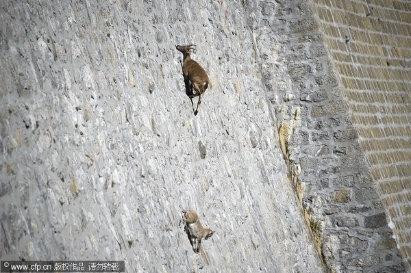 阿爾卑斯野山羊喜歡攀在水壩上舔壁面。（圖／CFP）