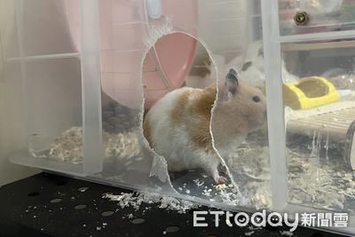 籠子咬出巨洞！「鋼牙鼠鼠」秀超強戰績　媽嘆：過年換新家