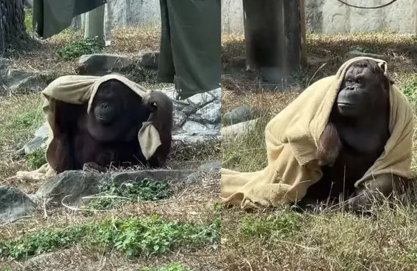 紅毛猩猩咪咪拿起小被被禦寒。（翻攝自壽山動物園臉書）