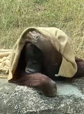 紅毛猩猩咪咪拿起小被被禦寒。（翻攝自壽山動物園臉書）