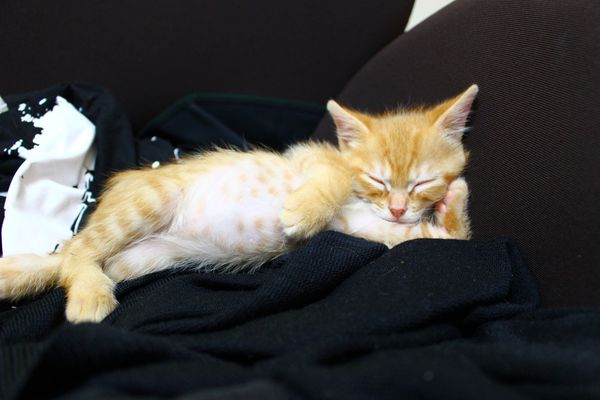 ▲小橘貓撐頭側躺，看起來非常舒適。（圖／翻攝自X@supacasupercar）