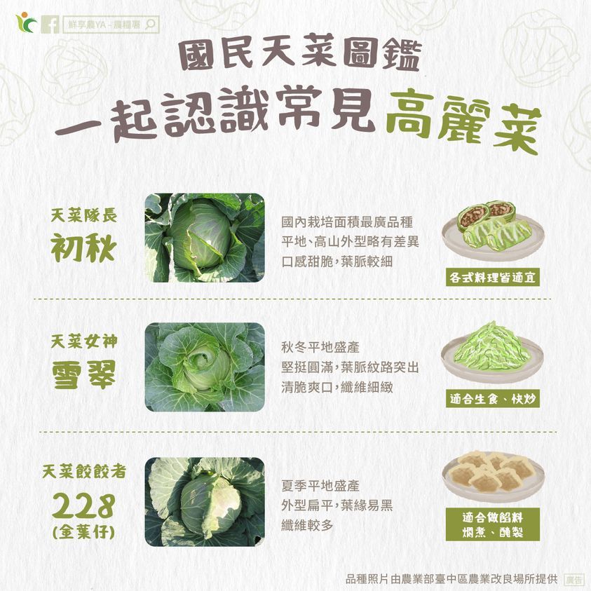 ▲農糧署臉書介紹國產高麗菜常見品種。（圖／翻攝農糧署臉書）