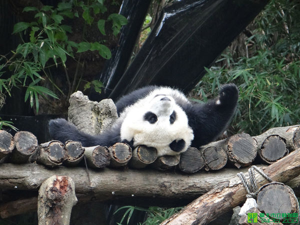 動物禦寒。（圖／台北市立動物園提供／資料照片）