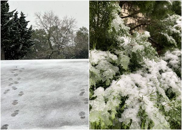 ▲▼女子上東眼山追雪扭傷，消防搬運下山送醫。（圖／翻攝自Facebook／東眼山自然教育中心－環境教育/戶外學習）