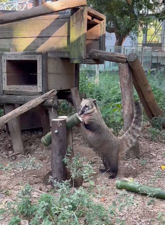 ▲以動物福利為核心落實生命教育 新竹動物園完成逾15項環境優化。（圖／翻攝自新竹市動物園）