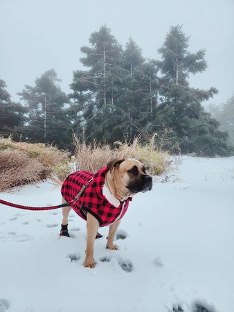 ▲黑輪汪穿格子衣＋鞋子「衝合歡山賞雪」　留下狗腳印融化主人。（圖／有點毛毛的／飼主黃家瑋提供）