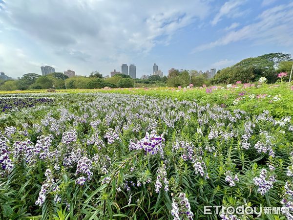 ▲古亭河濱公園3000坪花海,古亭河濱公園。（圖／記者彭懷玉攝）