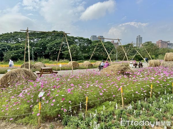 ▲古亭河濱公園3000坪花海,古亭河濱公園。（圖／記者彭懷玉攝）