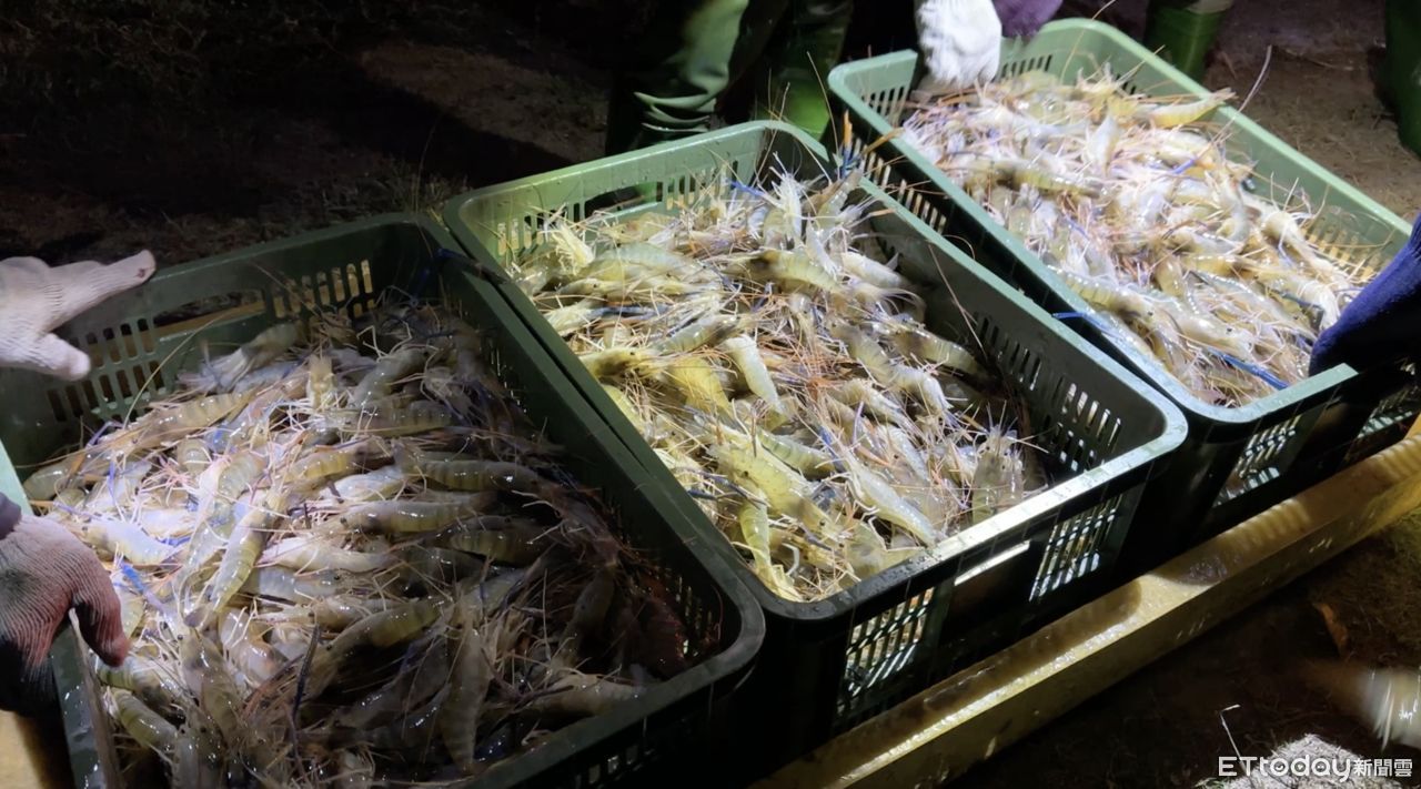 ▲▼泰國蝦養殖。（圖／記者林緯平攝）