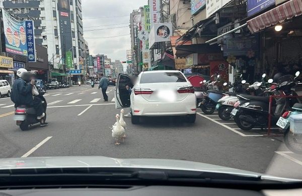 ▲▼台中巧遇2鵝一起過馬路　「同步搖屁股」小碎步萌翻路上駕駛。（圖／網友MengHan Hsieh授權提供）