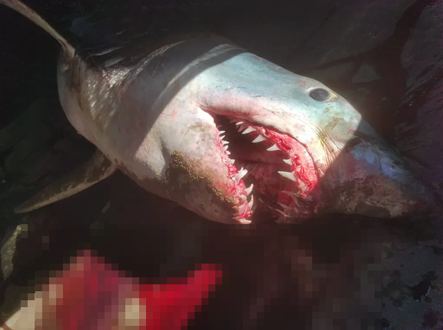 ▲▼200公斤鯊魚「滿嘴鮮血」沖上岸　死因不明！觀光客全嚇壞。（圖／翻攝自Facebook／Jose Moreno Raja/Facebook）