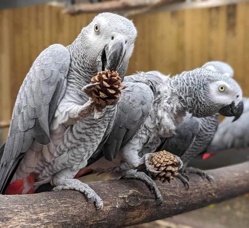 英國動物園髒話鸚鵡。（圖／翻攝自Lincolnshire Wildlife Park臉書）