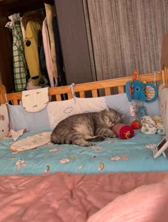 貓貓睡寶寶床。（圖／翻攝自小紅書@노노）