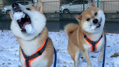 跟柴犬打雪仗！結果牠狂張嘴「把雪球全吃了」　主人哭笑不得：不是這樣玩的