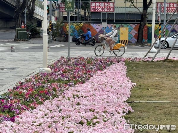 ▲▼後勁溪益群橋盛開的花卉。（圖／記者吳世龍翻攝）