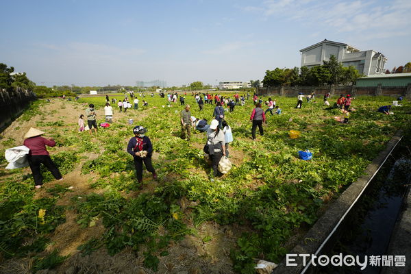 ▲南投市27日舉辦拔蘿蔔活動，推動食農教育。（圖／南投市公所提供）