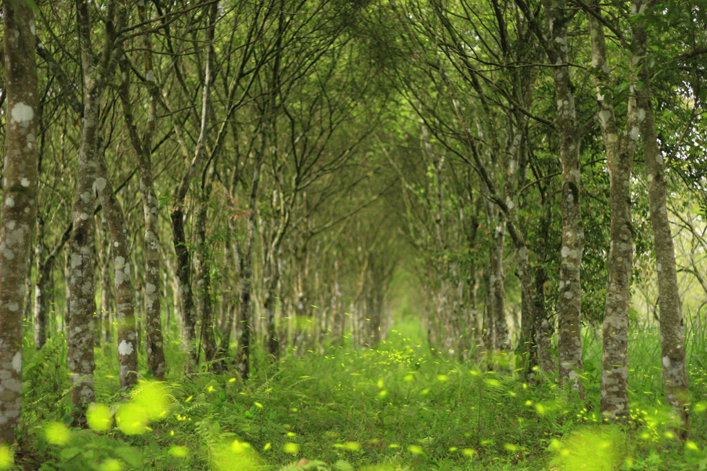 ▲林業署建議春節可到國家森林遊樂區走春。（圖／林業保育署提供）