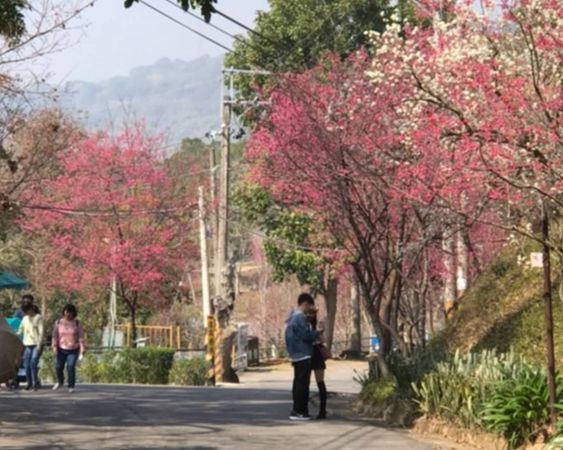 ▲東勢林場今年櫻花大爆發。（圖／彰化縣農會提供）