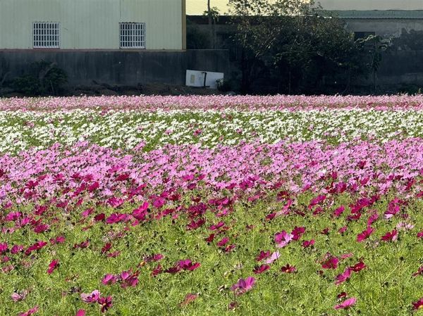 ▲彰化花海春節大爆發。（圖／彰化縣政府 鹿港鎮公所 民眾提供）