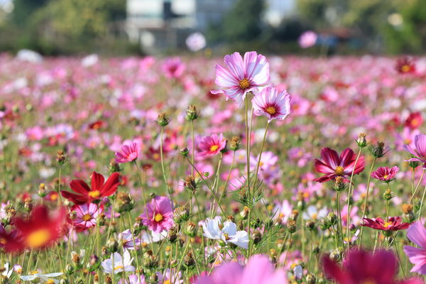 ▲彰化花海春節大爆發。（圖／彰化縣政府 鹿港鎮公所 民眾提供）