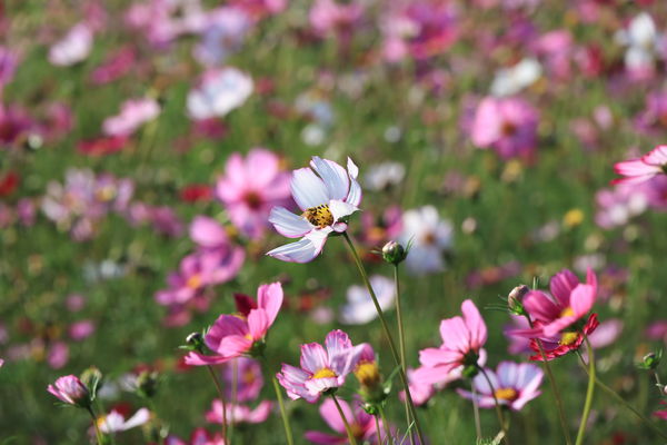 ▲彰化花海春節大爆發。（圖／彰化縣政府 鹿港鎮公所 民眾提供）