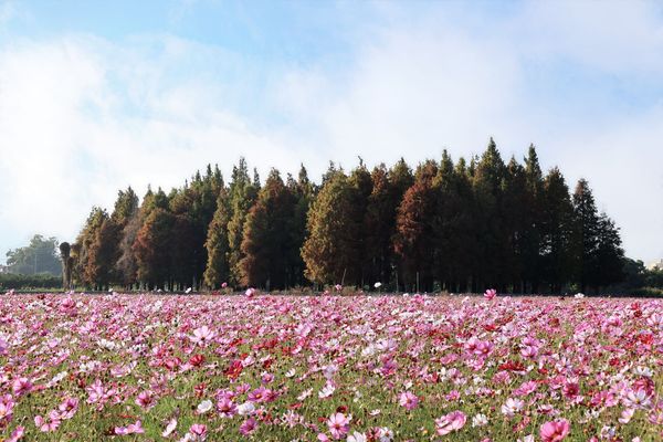 ▲彰化花海春節大爆發。（圖／彰化縣政府 鹿港鎮公所 民眾提供）