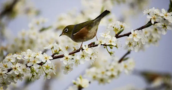 立春開運方法公開，轉帳168給自己可開運。（示意圖／翻攝自pixbay）